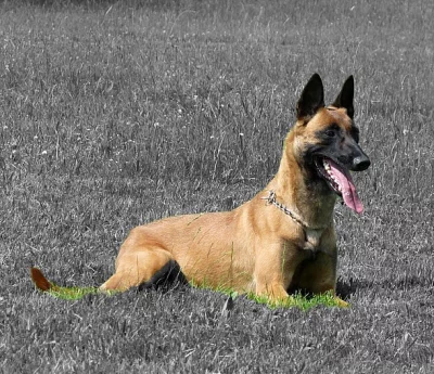 Bel.ovčák - malinois